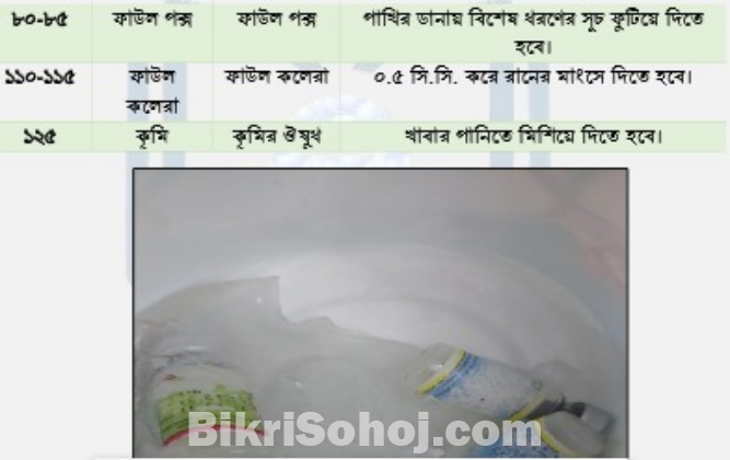 ছাদে মুরগি পালন